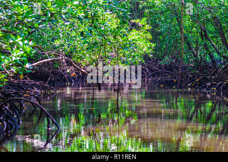 Forêt de mangrove dans le parc national de Jozani et de la baie Chwaka, Zanzibar, Tanzanie. Banque D'Images