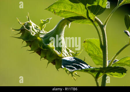 Des fleurs. Tournesols sur une herbe verte. Prairie avec des tournesols. Fleurs sauvages. Nature fleur. Tournesols sur terrain. Le tournesol est grande plante de t Banque D'Images