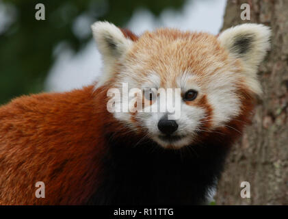 Close up of panda rouge (Ailurus fulgens) prise dans un parc animalier dans le Gloucestershire, Angleterre, RU Banque D'Images