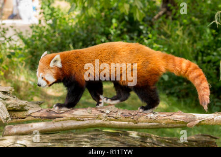 Close up of panda rouge (Ailurus fulgens) prise dans un parc animalier dans le Gloucestershire, Angleterre, RU Banque D'Images