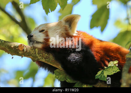 Close up of panda rouge (Ailurus fulgens) prise dans un parc animalier dans le Gloucestershire, Angleterre, RU Banque D'Images