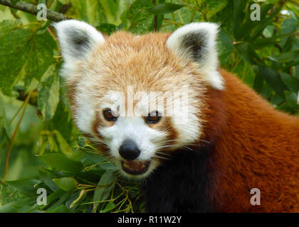 Close up of panda rouge (Ailurus fulgens) prise dans un parc animalier dans le Gloucestershire, Angleterre, RU Banque D'Images