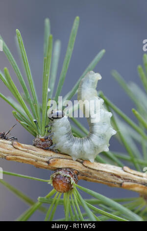 La larve de la tenthrède du mélèze, Pristiphora erichsonii, ravageur important de mélèzes Banque D'Images
