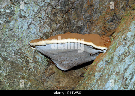 Ganoderma adspersum est une plante vivace commune champignon qui provoque la pourriture du cœur blanc dans certains feuillus. Banque D'Images