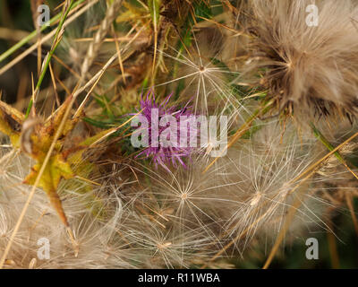 Thistledown emmêlés - graines de chardon des champs (Cirsium arvense) - entourent une fin fleur pourpre au milieu des tiges de graminées d'ensemencement Cumbria, Angleterre, Royaume-Uni Banque D'Images