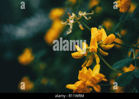 Close-up de fleurs jaunes de coronilla valentina dans la nature Banque D'Images