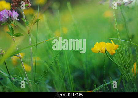 Fleur de trèfle rose et jaune pois dans le jardin animé parmi les haut de l'herbe verte sur une chaude soirée d'été contre un arrière-plan flou Banque D'Images