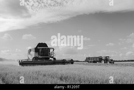 Les machines d'un champ d'avoine récoltes par un beau matin ensoleillé en été, le 10 août 2018 à Beverley, Yorkshire, UK. Banque D'Images