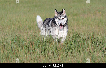 Un chien adulte de race Alaskan Malamute race se trouve dans un champ avec une haute herbe verte et jaune à l'automne, a soulevé une patte, va, regarde dans la caméra, Banque D'Images