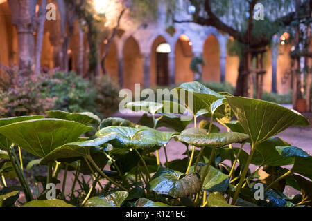 Cloître à côté de l'église de San Francesco / Chiostro di San Francesco, dans le centre-ville de Sorrento sur la côte amalfitaine. Photographié après la pluie. Banque D'Images