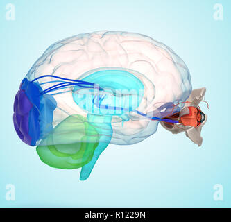 L'anatomie et la structure de l'œil, les muscles, les nerfs et les vaisseaux sanguins des yeux de gradient de rendu 3D Banque D'Images