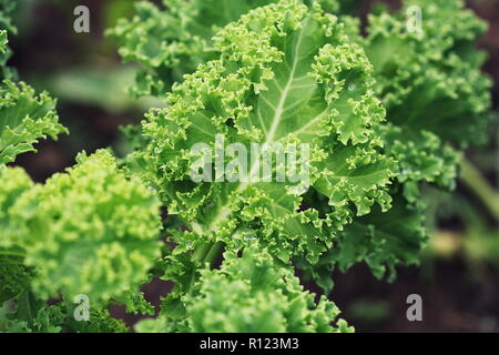 Les jeunes de plus en plus chou dans le potager . Banque D'Images
