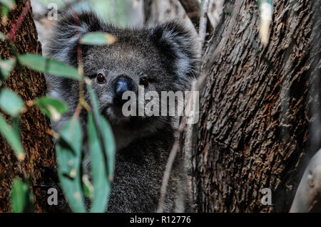 Bébé Koala se trouve dans la branche de fourche un eucalyptus et ressemble curieusement à travers les feuilles, Kangaroo Island, Australie du Sud. Banque D'Images