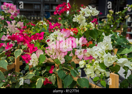 Les bractées colorées et de fleurs de bougainvilliers plantes en vente dans la section jardinage de Lowe's Home Improvement store en Floride. Banque D'Images