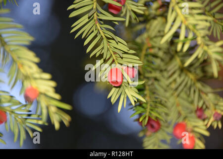Taxus rameaux avec cônes matures au début de l'automne, Taxus baccata arbre avec des cônes rouges matures disposés en spirales Banque D'Images