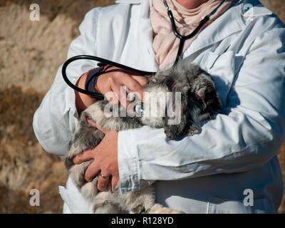 Une femme vétérinaire rural effectuant un contrôle médical sur un lapin sur campagne environnante Banque D'Images