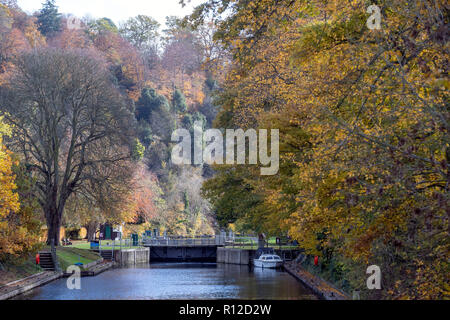 Les arbres d'automne le long de la Tamise à Beaconsfield, dans le Berkshire. Banque D'Images