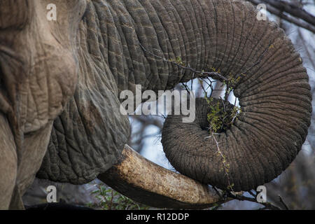 Close up of African elephant (Loxodonta) Banque D'Images