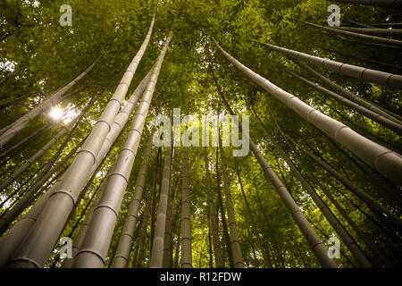 Beau, vert forêt de bambous d'Arashiyama à Kyoto, au Japon. Juillet 2016 Banque D'Images