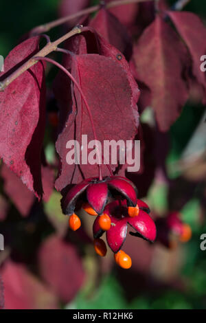 Arbre généalogique de la fusée coréenne (Euonymus oxyphyllus), fruits, automne Banque D'Images