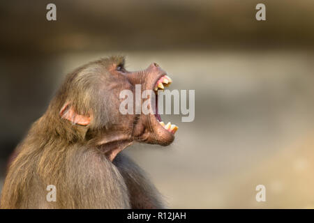 Singe babouin (Dr Pavian, genre Papio) crier avec grande bouche ouverte et prononcée des dents pointues, d'une voix forte et un comportement agressif. Banque D'Images