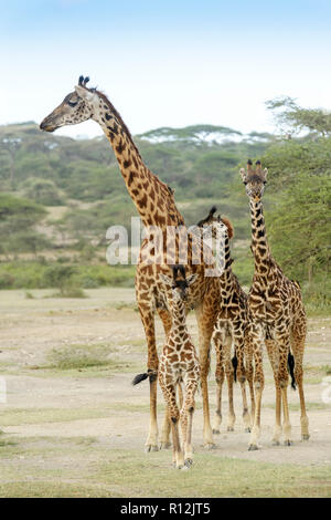 Girafe Girafe Girafe Masai (troupeau) avec de jeunes debout sur la savane, zone de conservation de Ngorongoro, en Tanzanie. Banque D'Images