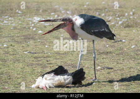 Marabou stork (crumeniferus Flamant rose (Phoenicopterus ruber) se nourrissent de la carcasse d'une cigogne blanche (Ciconia ciconia) sur la savane, zone de conservation de Ngorongoro, en Tanzanie. Banque D'Images