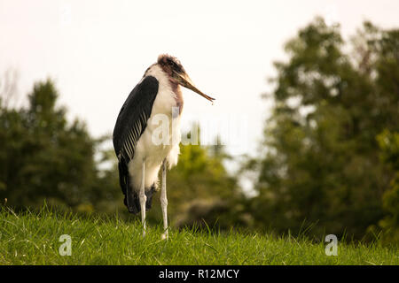 Marabou Stork (crumenifer Flamant rose (Phoenicopterus ruber) Banque D'Images