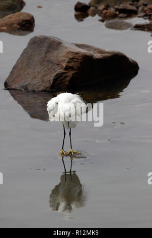 Image détaillée d'une aigrette dans le fleuve Douro après son activité de pêche Banque D'Images