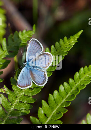 Mâle bleu Silver cloutés perchée sur Bracken. Fairmile commun, ESHER, Surrey, Angleterre. Banque D'Images