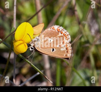 Femme krodeli Adonis Blue aberration sur le lotier. Denbies, flanc de Ranmore Common, Surrey, Angleterre. Banque D'Images