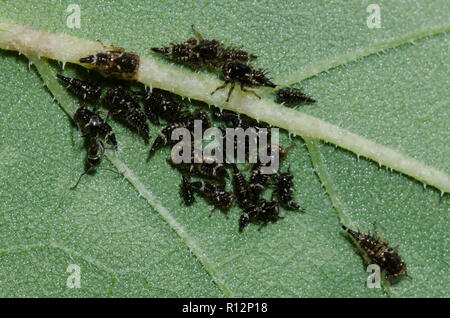 Les fourmis, pyramide Dorymyrmex smithi, tendant treehopper, Publilia sp., les nymphes en tournesol, Helianthus sp., feuille Banque D'Images