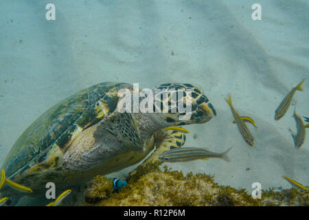 Vue sous-marine d'une tortue imbriquée (Eretmochelys imbricata) se nourrissent de coraux de la Barbade, Caraïbes Banque D'Images