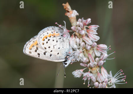 Bleu de Spalding, Euphilotes spaldingi redroot, sur le sarrasin, l'Eriogonum racemosum Banque D'Images