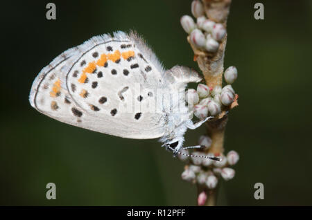 De Spalding, Euphilotes Bleu, femme spaldingi redroot pondre sur le sarrasin, l'Eriogonum racemosum Banque D'Images