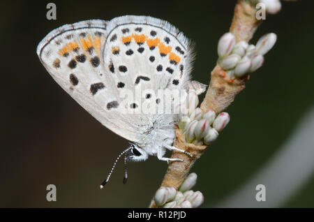 De Spalding, Euphilotes Bleu, femme spaldingi redroot pondre sur le sarrasin, l'Eriogonum racemosum Banque D'Images