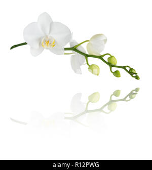 Fleur blanche d'une orchidée phalaenopsis avec plusieurs bourgeons sur une branche, isolé sur un fond blanc, ce qui se reflète dans la surface de miroir Banque D'Images