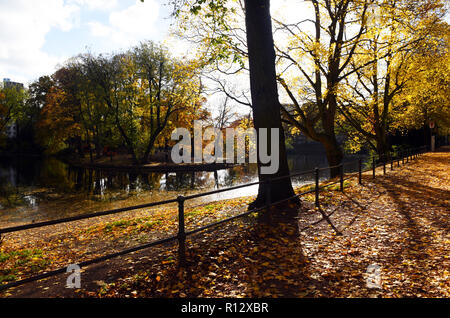 08 novembre 2018, en Rhénanie du Nord-Westphalie, Düsseldorf : jaune les feuilles d'automne se trouvent dans la lumière arrière avec un soleil brillant sur la rive et sur l'eau de la 'Spee'scher Graben' dans le district de Carlstadt. Photo : Horst Ossinger/dpa Banque D'Images