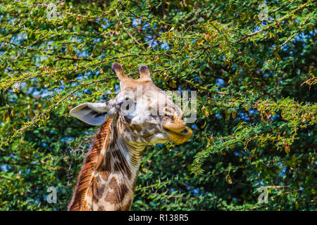 Girafe Parc national de Tarangire, en Tanzanie. Banque D'Images