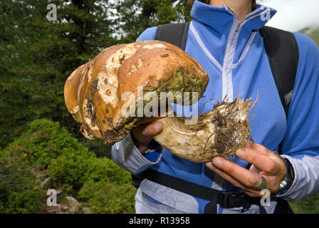 Un énorme penny bun ou cep (Boletus edulis), Val Sarentino, Bolzano, Trentin-Haut-Adige, Italie Banque D'Images