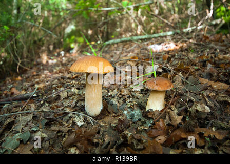 Penny bun ou cep (Boletus edulis) de champignons dans la forêt, Toscane, Italie Banque D'Images