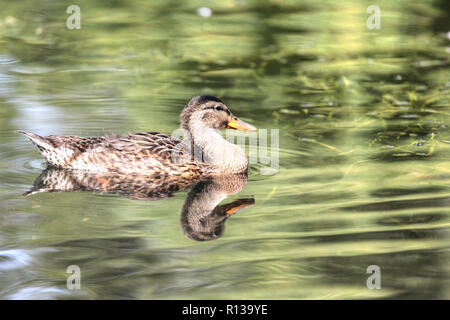 Close up of a beautiful female mallard (Anas platyrhynchos) nager sur un lac avec des réflexions. Banque D'Images