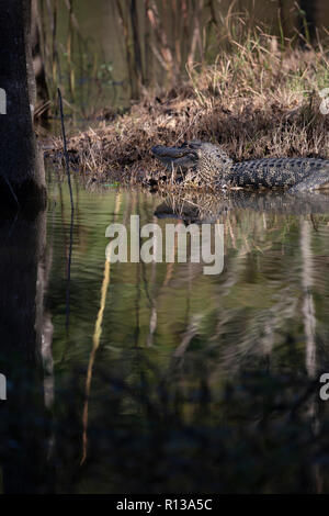 Alligator majestueux se reposant dans les eaux peu profondes près d'une petite île des marais Banque D'Images