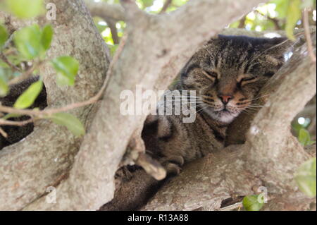 Cat se détendre dans le jardin de l'arbre à San Anton, Malte 7. Novembre 2018 Banque D'Images