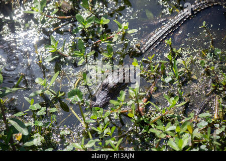 Petit bébé Alligator mississippiensis (alligator) à se cacher dans l'eau des marais peu profonds Banque D'Images