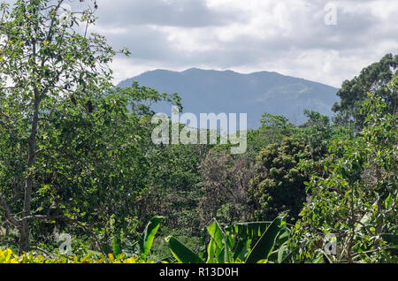 La forêt humide dans la cordillère centrale de la République dominicaine, avec vue sur la montagne dans le paysage Banque D'Images