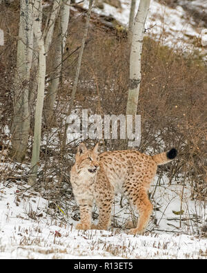 Lynx de Sibérie Cub chaton dans la neige 4 Banque D'Images