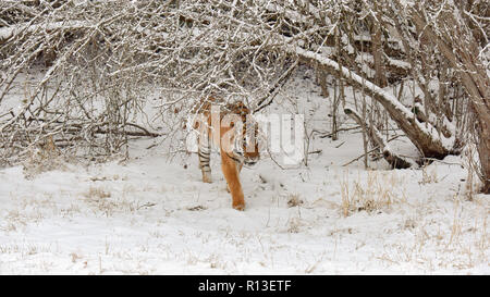 Amur Tiger marche dans la neige de l'hiver Banque D'Images