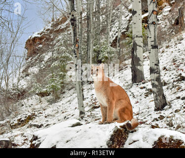 Mountain Lion parmi les bouleaux en hiver 2 Banque D'Images