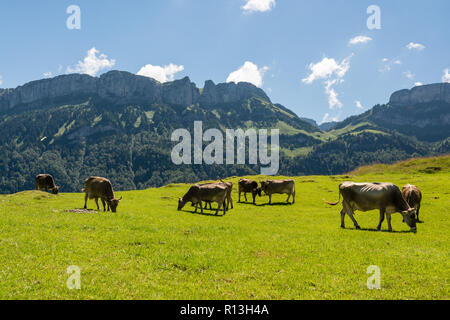 Les vaches de pâturage dans la belle ville de Zürich en Suisse Alpes Banque D'Images